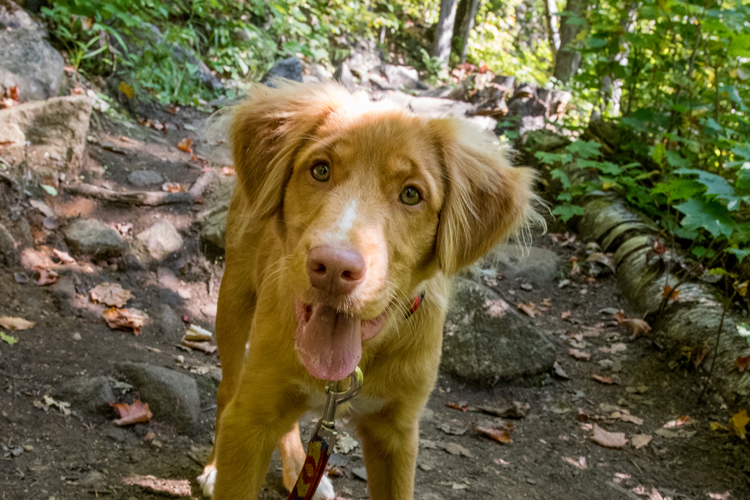 Où Aller Avec Son Chien Dans Les Laurentides