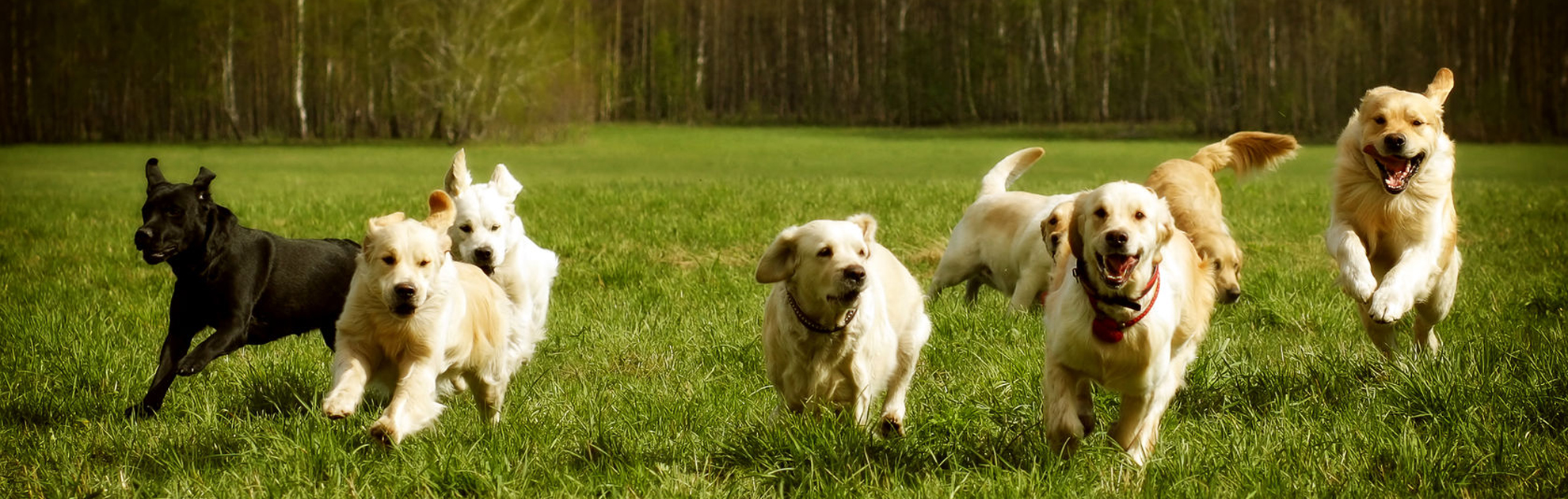 Où Aller Avec Son Chien Dans Les Laurentides