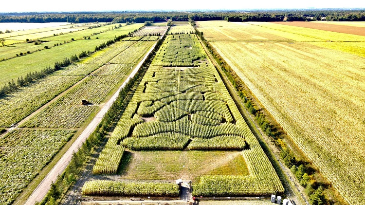 Grand labyrinthe de maïs 