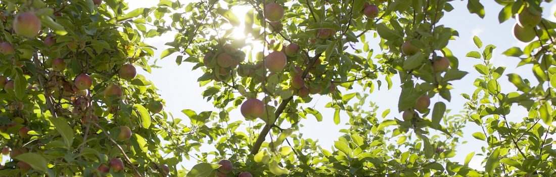 À l’automne, plusieurs variétés de pommes et de cucurbitacées sont à cueillir chez les producteurs agricoles des Laurentides qui vous réservent un accueil chaleureux.