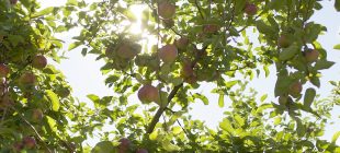 Laurentides pommes