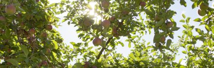 Laurentides pommes