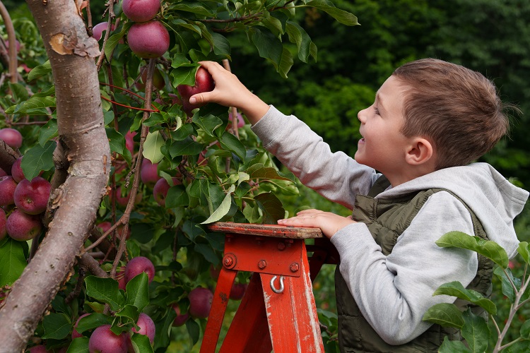 Labonté de la Pomme