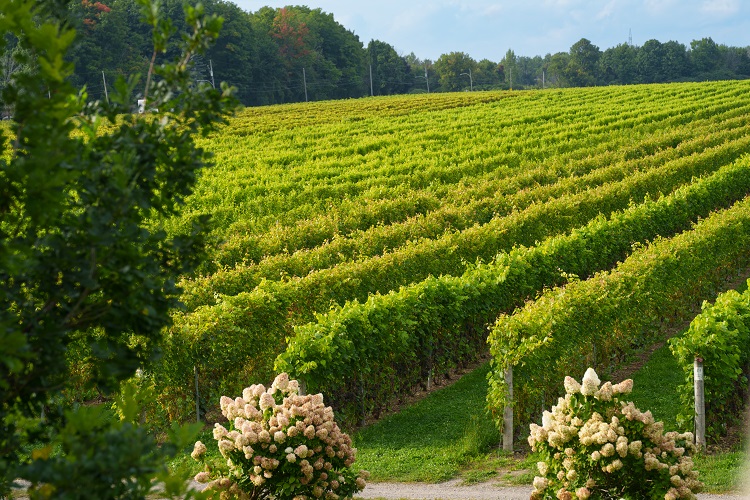 Vignoble Rivière du Chêne